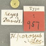 lectotype Hylurgops porosus LeConte. MCZ type No. 957 | lectotype | California (state) | Collection: Museum of Comparative Zoology