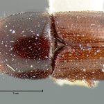 female | lectotype Scolytus praeceps LeConte. MCZ type No. 967 | lectotype | Calaveras Co. | Collection: Museum of Comparative Zoology