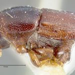 female | lectotype Scolytus praeceps LeConte. MCZ type No. 967 | lectotype | Calaveras Co. | Collection: Museum of Comparative Zoology