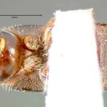 female | lectotype Scolytus praeceps LeConte. MCZ type No. 967 | lectotype | Calaveras Co. | Collection: Museum of Comparative Zoology