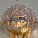 female | lectotype Scolytus praeceps LeConte. MCZ type No. 967 | lectotype | Calaveras Co. | Collection: Museum of Comparative Zoology