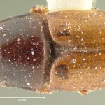 female | holotype Scolytus sulcatus LeConte. MCZ type No. 969 | holotype | New York (state) | Collection: Museum of Comparative Zoology