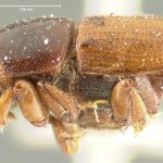 female | holotype Scolytus sulcatus LeConte. MCZ type No. 969 | holotype | New York (state) | Collection: Museum of Comparative Zoology