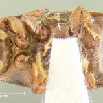 female | holotype Scolytus sulcatus LeConte. MCZ type No. 969 | holotype | New York (state) | Collection: Museum of Comparative Zoology