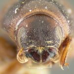 female | holotype Scolytus sulcatus LeConte. MCZ type No. 969 | holotype | New York (state) | Collection: Museum of Comparative Zoology