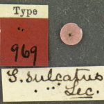 female | holotype Scolytus sulcatus LeConte. MCZ type No. 969 | holotype | New York (state) | Collection: Museum of Comparative Zoology