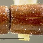 female | holotype Crypturgus comatus Zimmermann. MCZ type No. 996 | holotype | South Carolina (state) | Collection: Museum of Comparative Zoology