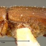female | holotype Crypturgus comatus Zimmermann. MCZ type No. 996 | holotype | South Carolina (state) | Collection: Museum of Comparative Zoology