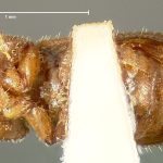 female | holotype Crypturgus comatus Zimmermann. MCZ type No. 996 | holotype | South Carolina (state) | Collection: Museum of Comparative Zoology