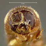 female | holotype Crypturgus comatus Zimmermann. MCZ type No. 996 | holotype | South Carolina (state) | Collection: Museum of Comparative Zoology