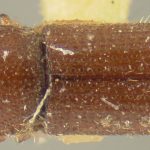 holotype Xyleborus granicollis LeConte. MCZ type No. 1018 | holotype | Sullivan Co. | Collection: Museum of Comparative Zoology