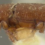 holotype Xyleborus granicollis LeConte. MCZ type No. 1018 | holotype | Sullivan Co. | Collection: Museum of Comparative Zoology