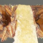 holotype Xyleborus granicollis LeConte. MCZ type No. 1018 | holotype | Sullivan Co. | Collection: Museum of Comparative Zoology