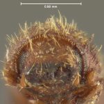 holotype Xyleborus granicollis LeConte. MCZ type No. 1018 | holotype | Sullivan Co. | Collection: Museum of Comparative Zoology