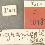 holotype Xyleborus granicollis LeConte. MCZ type No. 1018 | holotype | Sullivan Co. | Collection: Museum of Comparative Zoology