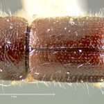 female | holotype Pityophthorus obliquus LeConte. MCZ type No. 1288 | holotype | Enterprise | Collection: Museum of Comparative Zoology
