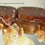 female | holotype Pityophthorus obliquus LeConte. MCZ type No. 1288 | holotype | Enterprise | Collection: Museum of Comparative Zoology