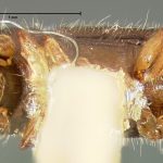 female | holotype Pityophthorus obliquus LeConte. MCZ type No. 1288 | holotype | Enterprise | Collection: Museum of Comparative Zoology