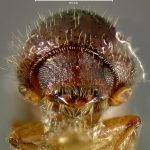 female | holotype Pityophthorus obliquus LeConte. MCZ type No. 1288 | holotype | Enterprise | Collection: Museum of Comparative Zoology