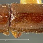male | holotype Pityophthorus seriatus LeConte. MCZ type No. 1289 | holotype | Tampa | Collection: Museum of Comparative Zoology