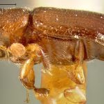 male | holotype Pityophthorus seriatus LeConte. MCZ type No. 1289 | holotype | Tampa | Collection: Museum of Comparative Zoology