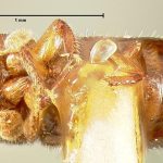 male | holotype Pityophthorus seriatus LeConte. MCZ type No. 1289 | holotype | Tampa | Collection: Museum of Comparative Zoology
