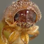 male | holotype Pityophthorus seriatus LeConte. MCZ type No. 1289 | holotype | Tampa | Collection: Museum of Comparative Zoology