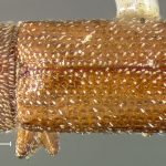 female | holotype Micracis opacicollis LeConte. MCZ type No. 1297 | holotype | Detroit | Collection: Museum of Comparative Zoology