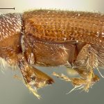 female | holotype Micracis opacicollis LeConte. MCZ type No. 1297 | holotype | Detroit | Collection: Museum of Comparative Zoology
