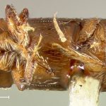 female | holotype Micracis opacicollis LeConte. MCZ type No. 1297 | holotype | Detroit | Collection: Museum of Comparative Zoology