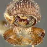 female | holotype Micracis opacicollis LeConte. MCZ type No. 1297 | holotype | Detroit | Collection: Museum of Comparative Zoology