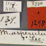 female | lectotype Micracis asperulus LeConte. MCZ type No. 1298 | lectotype | Detroit | Collection: Museum of Comparative Zoology