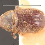 male | Image Author: TH Atkinson | Florida State Collection of Arthropods, Gainesville, Florida | holotype Xylechinus freiburgi  Schedl | holotype | Nova Friburgo | Collection: Naturhistorisches Museum Wien