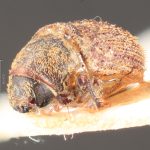 male | Image Author: TH Atkinson | Florida State Collection of Arthropods, Gainesville, Florida | holotype Xylechinus freiburgi  Schedl | holotype | Nova Friburgo | Collection: Naturhistorisches Museum Wien