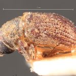 male | Image Author: TH Atkinson | Florida State Collection of Arthropods, Gainesville, Florida | holotype Xylechinus freiburgi  Schedl | holotype | Nova Friburgo | Collection: Naturhistorisches Museum Wien