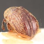 male | Image Author: TH Atkinson | Florida State Collection of Arthropods, Gainesville, Florida | holotype Xylechinus freiburgi  Schedl | holotype | Nova Friburgo | Collection: Naturhistorisches Museum Wien