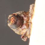 male | Image Author: TH Atkinson | Florida State Collection of Arthropods, Gainesville, Florida | holotype Xylechinus freiburgi  Schedl | holotype | Nova Friburgo | Collection: Naturhistorisches Museum Wien