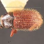 female | Image Author: TH Atkinson | Florida State Collection of Arthropods, Gainesville, Florida | holotype Xylechinosomus sachtlebeni Schedl | holotype | Nova Teutonia | Collection: Naturhistorisches Museum Wien