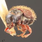 female | Image Author: TH Atkinson | Florida State Collection of Arthropods, Gainesville, Florida | holotype Xylechinosomus sachtlebeni Schedl | holotype | Nova Teutonia | Collection: Naturhistorisches Museum Wien