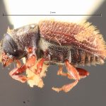 female | Image Author: TH Atkinson | Florida State Collection of Arthropods, Gainesville, Florida | holotype Xylechinosomus sachtlebeni Schedl | holotype | Nova Teutonia | Collection: Naturhistorisches Museum Wien