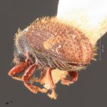 female | Image Author: TH Atkinson | Florida State Collection of Arthropods, Gainesville, Florida | holotype Xylechinosomus sachtlebeni Schedl | holotype | Nova Teutonia | Collection: Naturhistorisches Museum Wien