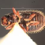 female | Image Author: TH Atkinson | Florida State Collection of Arthropods, Gainesville, Florida | holotype Xylechinosomus sachtlebeni Schedl | holotype | Nova Teutonia | Collection: Naturhistorisches Museum Wien