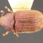 male | Image Author: TH Atkinson | Florida State Collection of Arthropods, Gainesville, Florida | holotype Xylechinosomus araucariae Schedl | holotype | Nova Teutonia | Collection: Naturhistorisches Museum Wien