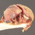 male | Image Author: TH Atkinson | Florida State Collection of Arthropods, Gainesville, Florida | holotype Xylechinosomus araucariae Schedl | holotype | Nova Teutonia | Collection: Naturhistorisches Museum Wien