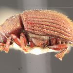 male | Image Author: TH Atkinson | Florida State Collection of Arthropods, Gainesville, Florida | holotype Xylechinosomus araucariae Schedl | holotype | Nova Teutonia | Collection: Naturhistorisches Museum Wien