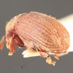 male | Image Author: TH Atkinson | Florida State Collection of Arthropods, Gainesville, Florida | holotype Xylechinosomus araucariae Schedl | holotype | Nova Teutonia | Collection: Naturhistorisches Museum Wien