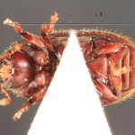 male | Image Author: TH Atkinson | Florida State Collection of Arthropods, Gainesville, Florida | holotype Xylechinosomus araucariae Schedl | holotype | Nova Teutonia | Collection: Naturhistorisches Museum Wien