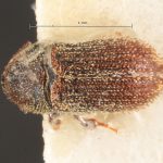 male | Image Author: TH Atkinson | Florida State Collection of Arthropods, Gainesville, Florida | paratype Phthorophloeus nahueliae Schedl | paratype | Parque Nacional Nahuel Huapi | Collection: Naturhistorisches Museum Wien