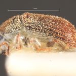 male | Image Author: TH Atkinson | Florida State Collection of Arthropods, Gainesville, Florida | paratype Phthorophloeus nahueliae Schedl | paratype | Parque Nacional Nahuel Huapi | Collection: Naturhistorisches Museum Wien