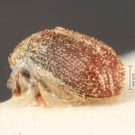 male | Image Author: TH Atkinson | Florida State Collection of Arthropods, Gainesville, Florida | paratype Phthorophloeus nahueliae Schedl | paratype | Parque Nacional Nahuel Huapi | Collection: Naturhistorisches Museum Wien